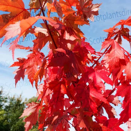 Acer rubrum Autumn Flame Tree Norway Maple Pot | ScotPlants Direct